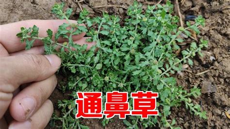 肺鷹虎鼻草